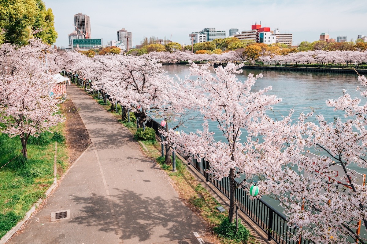Cherry,Blossoms,Road,With,River,In,Kema,Sakuranomiya,Park,,Osaka,